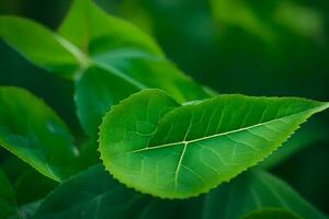 a close up of a leaf with green leaves. AI-Generated photo