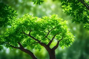 green trees in the forest with sunlight. AI-Generated photo