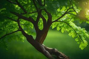 foto fondo de pantalla el cielo, árboles, el sol, verde, el árbol, el sol, el. generado por ai