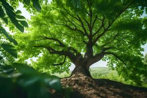 a tree is seen from above in a forest. AI-Generated photo