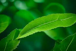 a close up of a leaf on a green plant. AI-Generated photo