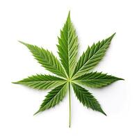 Marijuana leaf close - up. Isolated on white. Graphic design element for web, prints, t-shirts. AI-Generated photo