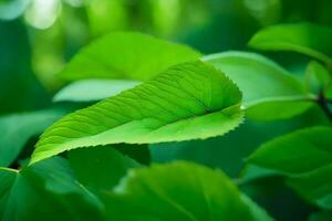 un cerca arriba de un verde hoja en un árbol. generado por ai foto