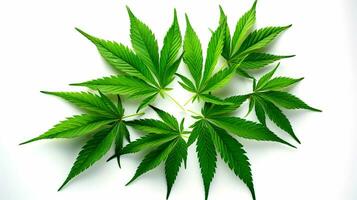 Cannabis leaves isolated on a white background. Medical marijuana concept. AI-Generated photo