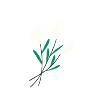 Linear white spring flower. illustration in modern doodle style png