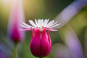 un soltero rosado flor con un blanco centro. generado por ai foto