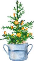 Watercolor evergreen Christmas tree decorated with oranges in the pot scandinavian design clipart vector