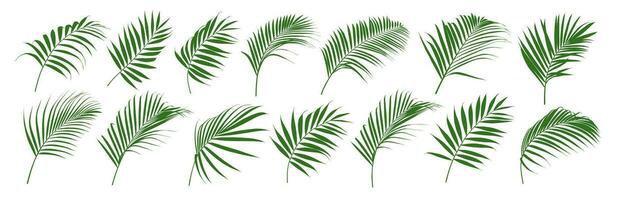 Set of palm leaf and coconut leaf vector illustrator
