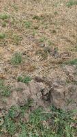 A patch of cracked dry soil in a Magelang crop field, the effects of the long dry season. Plants die from drought photo