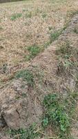 A patch of cracked dry soil in a Magelang crop field, the effects of the long dry season. Plants die from drought photo