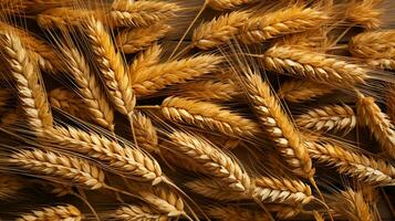 wheat seed plant background ai photo