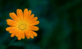 Single of orange calendula flower on a dark green background. Close-up. Copy space. Selective focus. photo