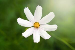 White Cosmos Flower blooming in the garden. Natural wallpaper. Close-up. Selective focus. photo