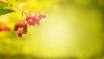 Autumn background in blur. Place for text. Selective focus. photo