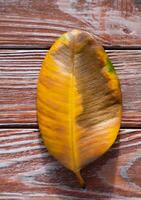 Fallen yellow ficus leaf on a wooden background. Improper care of ficus at home. Top view. Close-up. photo