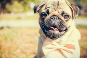 Portrait of cute pug dog, outdoors photo