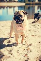 Portrait of cute pug dog, outdoors photo