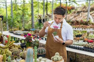 Asian gardener is working inside the greenhouse full of cactus plants collection while propagating by flower pollination for seed using small paint brush in ornamental garden and hobby concept photo