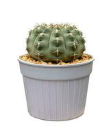 Cactus Gymnocalycium vatteri hybrid with flower blooming in pot isolated on the white background usage photo