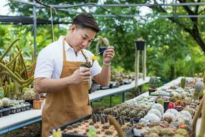 Asian gardener is working inside the greenhouse full of cactus plants collection while propagating by flower pollination for seed using small paint brush in ornamental garden and hobby concept photo