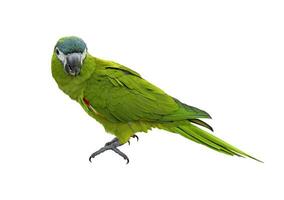 Hahn's macaw or red shouldered green parrot isolated on white background native to South America and Brazil for graphic design use photo