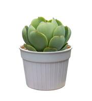 Aeonium succulent houseplant in pot isolated on white background for small garden and drought tolerant plant photo