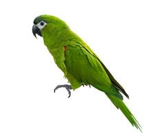 Hahn's macaw or red shouldered green parrot isolated on white background native to South America and Brazil for graphic design usage photo