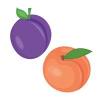 Plum and peach. vector