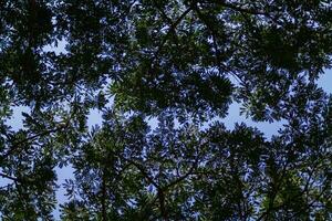 silhouettes of branches and leaves of tall trees within  forest are contrasted against backdrop of bright blue sky. background features many silhouettes of leaves against sky with space for text. photo