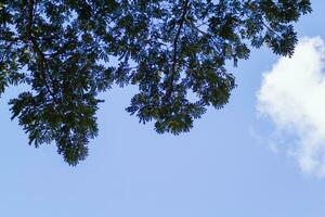 silhouettes of branches and leaves of tall trees within  forest are contrasted against backdrop of bright blue sky. background features many silhouettes of leaves against sky with space for text. photo