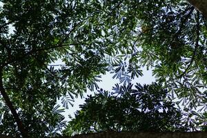 silhouettes of branches and leaves of tall trees within  forest are contrasted against backdrop of bright blue sky. background features many silhouettes of leaves against sky with space for text. photo