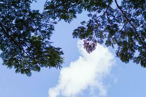 silhouettes of branches and leaves of tall trees within  forest are contrasted against backdrop of bright blue sky. background features many silhouettes of leaves against sky with space for text. photo