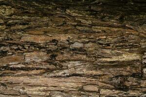 The background of bark with cracks as the trees grow each year is a beautiful and colorful background suitable for designing natural products and has copy space for advertising text. photo