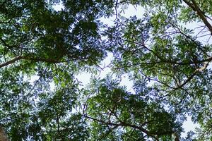 silhouettes of branches and leaves of tall trees within  forest are contrasted against backdrop of bright blue sky. background features many silhouettes of leaves against sky with space for text. photo