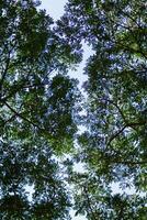 silhouettes of branches and leaves of tall trees within  forest are contrasted against backdrop of bright blue sky. background features many silhouettes of leaves against sky with space for text. photo