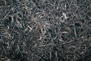 background of grass field that has been burnt to black ash and has black ash pattern on natural looking background with Copy Space for text. Black background of burnt grass with Copy Space photo