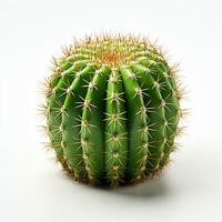 Cactus fruit green color white background photo