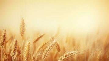 Wheat field. Web banner with copy space. Generative AI photo