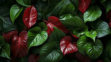 Anthurium jenmanii leaf plant leaf background photo