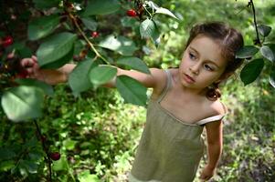 Top view of an adorable girl wearing linen dress picking up cherry berry in orchard photo