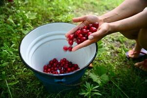 Soft focus on woman hands throwing cherry berries in a blue metal bucket. Close-up. Cherry harvesting photo