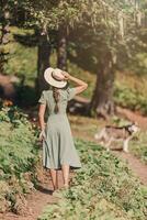 Young woman in straw hat walking with her dog in the forest. Sun summer day with the dog on the way. photo