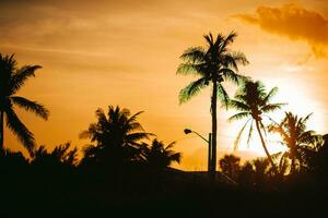 hermosa palmera de coco con un increíble cielo vívido al atardecer foto