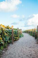 Sand trail to the beach in Florida photo