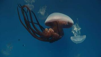 Flame jellyfish - its red tentacles appear flames video