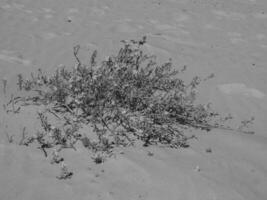 langeoog island in germany photo