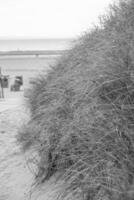 the beach of langeoog island photo