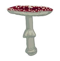 Poison mushroom Amanita muscaria. Fly agaric, fungus clipart isolated on white. Colored vector illustration in cartoon style.