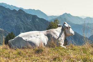 un grande claro vaca en el montañas foto