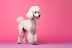 Cute Poodle in nature wide life animals. AI Generated. photo